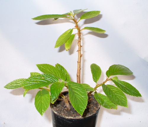 Бегония вязолистная - Begonia ulmifolia Willd