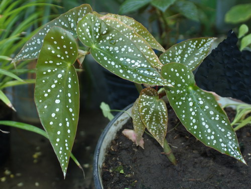 Бегония пятнистая - Begonia maculata Raddi