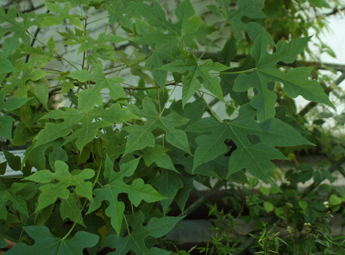  Брахихитон кленолистный - Brachychiton acerifolium F. Muell.