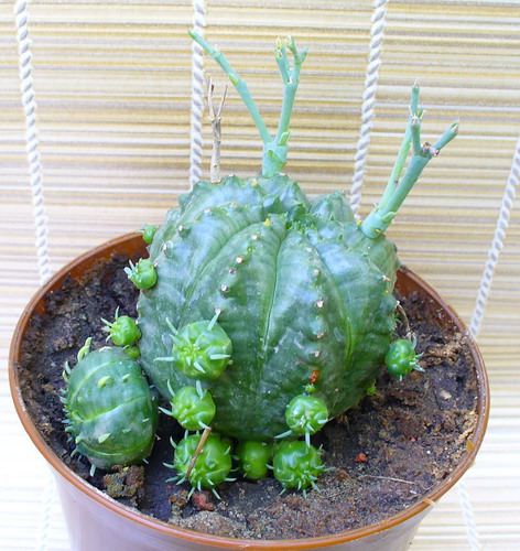 Молочай дыневидный - Euphorbia meloformis Ait.