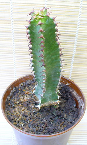 Молочай канарский - Euphorbia canariensis L.