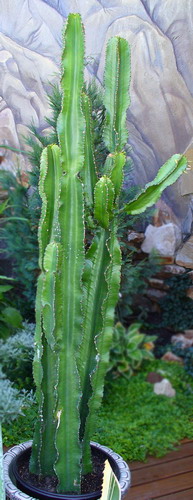Молочай канделябровый - Euphorbia candelabrum Trem.