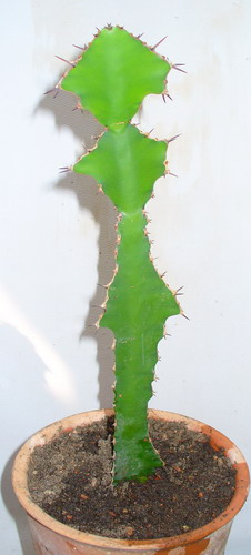 Молочай крупнорогий - Euphorbia grandicornis Goeb.