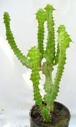 Молочай ложнокактусовый - Euphorbia pseudocactus Berger