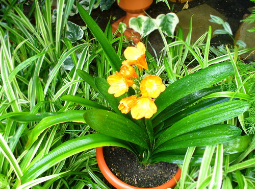 Кливия оранжевая - Clivia miniata Regel.