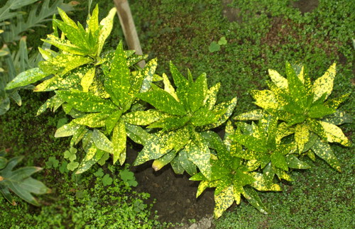 Кодиеум пестрый ‘Аукуболистный’ - Codieum variegatum (L.) Blume ‘Aucubifolium’