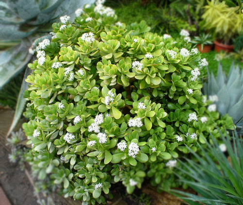 Крассула древовидная - Crassula arborescens (Mill.) Willd.