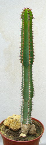 Молочай авасмонтана -  Euphorbia avasmontana Dint.