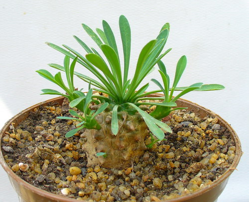 Молочай гибрид Сюзанны и володушколистного - Euphorbia suzannae x Euphorbia bupleurifolia