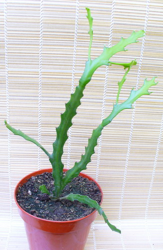 Молочай плосковетвистый - Euphorbia ramipressa Croiz.