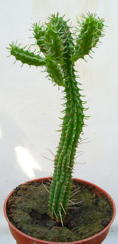 Молочай почти сосочковый - Euphorbia submammillaris Berger