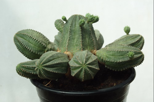 Молочай сильный - Euphorbia valida N. E. Br.