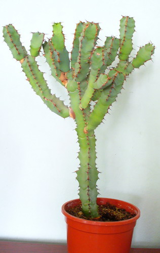 Молочай смолоносный - Euphorbia resinifera Berger