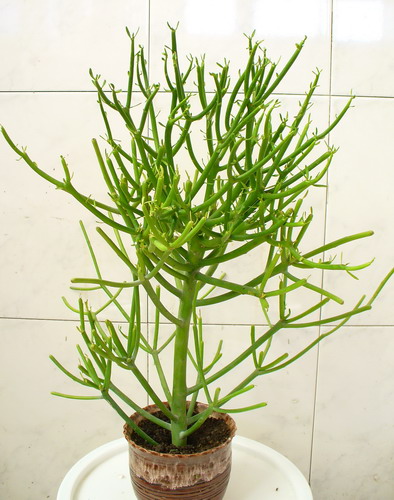Молочай тирукали - Euphorbia tirucalii L