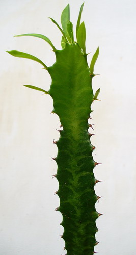 Молочай треугольный - Euphorbia trigona Haw.