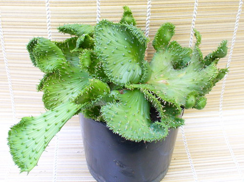 Молочай фланагани ‘Кристата’ - Euphorbia flanaganii N. E. Br. ‘Cristata’