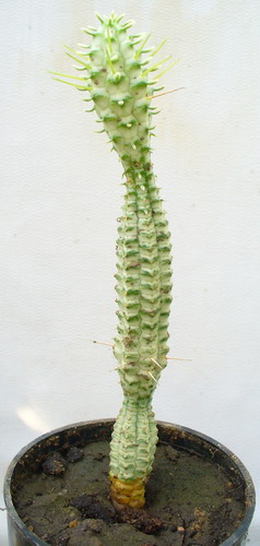 Молочай фимбриата ‘Вариегата’ - Euphorbia fimbriata Scop. ‘Variegata’