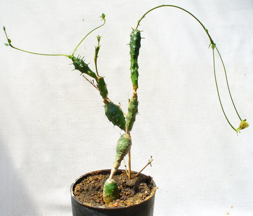 Молочай шаровидный - Euphorbia globosa (Haw.) Sims.