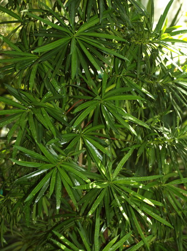Ногоплодник крупнолистный - Podocarpus macrophyllus (Thunb.) Sweet