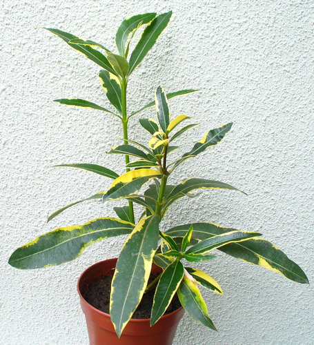 Nerium oleander L. ‘Variegata’ - Олеандр обыкновенный ‘Вариегата’