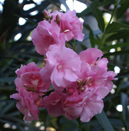 Олеандр обыкновенный - Nerium oleander L.