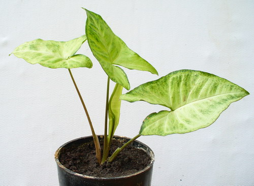 Сингониум многолистный ‘Альбо-линеатум’ - Syngonium podophyllum Schott. ‘Albo-lineatum’