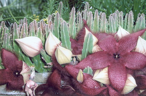 Стапелия крупноцветковая - Stapelia grandiflora Mass.