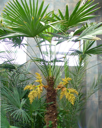 Трахикарпус Форчуна - Trachycarpus fortunei H. Wendl.