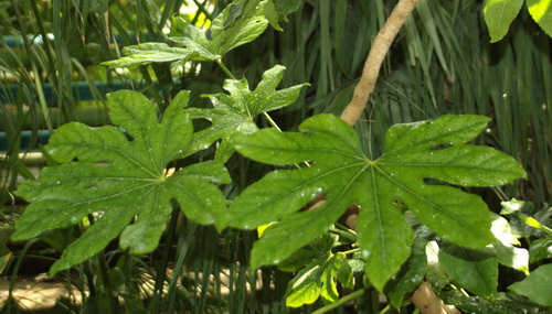 Фатсия японская - Fatsia japonica (Thunb.) Decaisne et Planch.