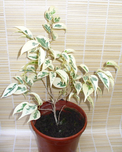 Ficus benjamina L. ‘Starlight’ - Фикус Бенжамина ‘Старлайт’