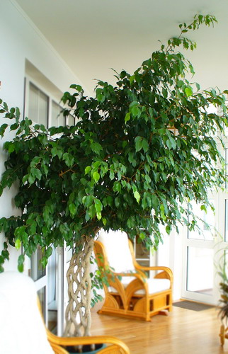 Фикус Бенжамина - Ficus benjamina L.