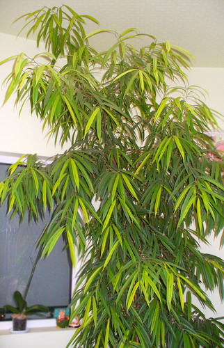Ficus binnendijkii Mig. ‘Variegata’ - Фикус Биннендейка ‘Вариегата’