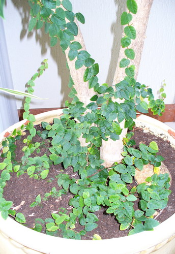 Фикус крохотный разновидность малая - Ficus pumila L. var minima hort