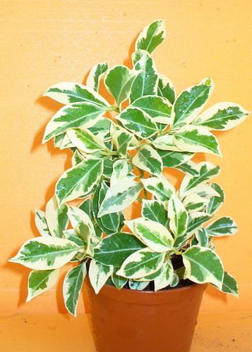  Ficus retusa L. ‘Variegata’ - Фикус притупленный ‘Вариегата’