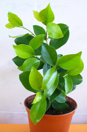 Фикус притупленный - Ficus retusa L.