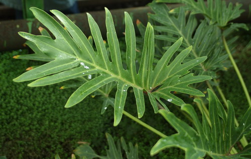 Филодендрон изящный - Philodendron elegans Krause