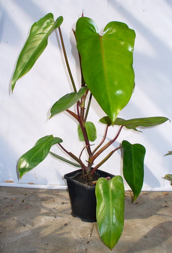 Филодендрон краснеющий - Philodendron erubescens K. Koch. et Augustin