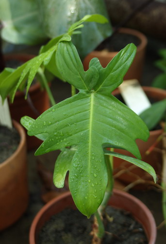 Филодендрон рассеченный - Philodendron laciniatum Engl.