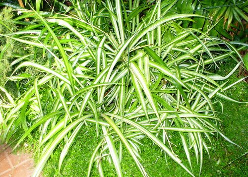 Chlorophytum comosum (Thunb.) Baker. ‘Vittatum’ – Хлорофитум хохлатый ‘Виттатум’