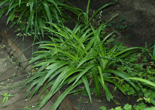 Хлорофитум хохлатый - Chlorophytum comosum (Thunb.) Baker