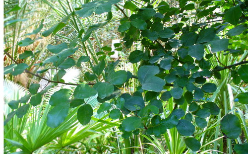 Цератония стручковая (Рожковое дерево) - Caesalpinia siliqua L.
