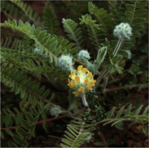 Астагал шерстистоцветковый - Astragalus dasyanthus Pall.