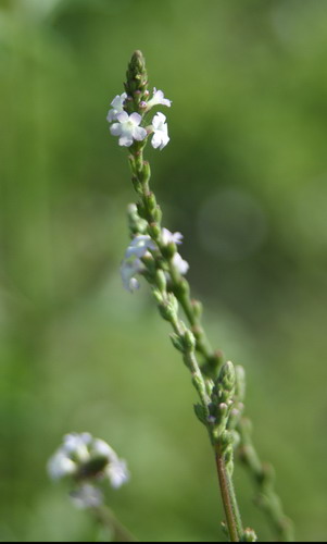  Verbena officinalis L.