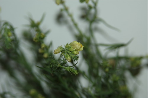 Кориандр посевной, кинза - Соriandrum sativum L.