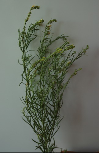 Кориандр посевной, кинза - Соriandrum sativum L.