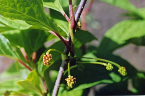 Schizandra chinensis (Turcz.) Baill.