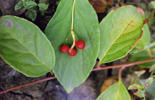 Лимонник Schizandra chinensis (Turcz.) Baill.