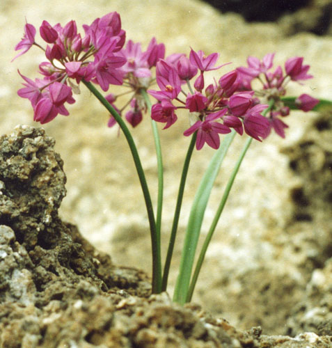 Allium oreophillum C.A.Mey. (1831) – Лук горолюбивый