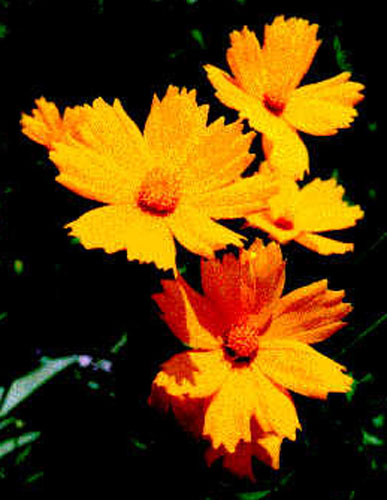 Кореопсис крупноцветковый - Coreopsis grandiflora Hoog (1825-1827)