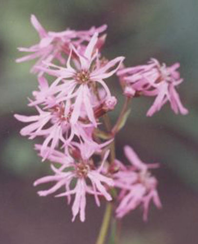 Кукушкин цвет обыкновенный - Coronaria flos-cuculi (L.) A. Braun 